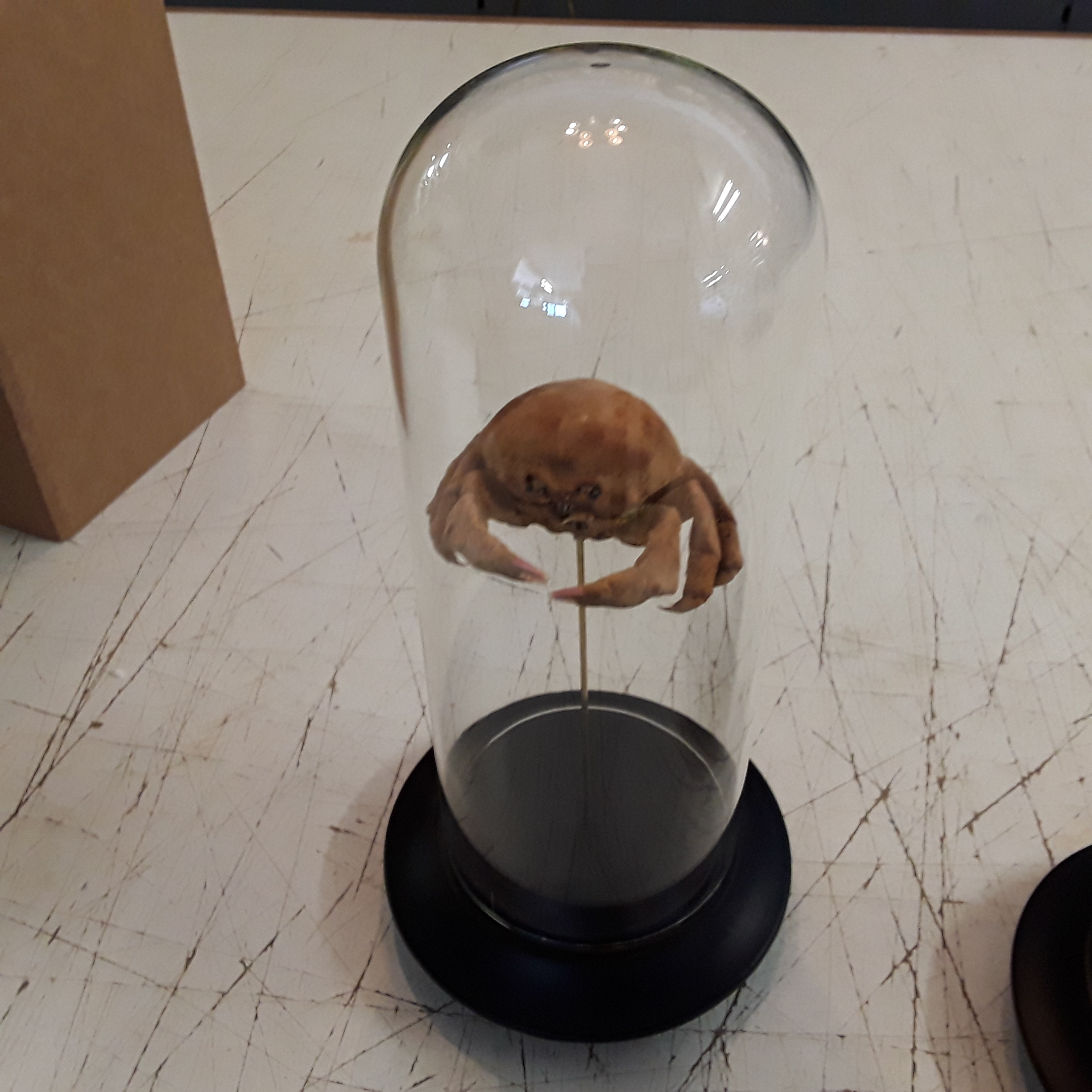 <p>Globe Monster Crab<br />89,00 € T.T.C<br /><a href="/Article/4572?type=neuf" style="color:white;" target="_blank">Lien vers l&#39;article</a></p>