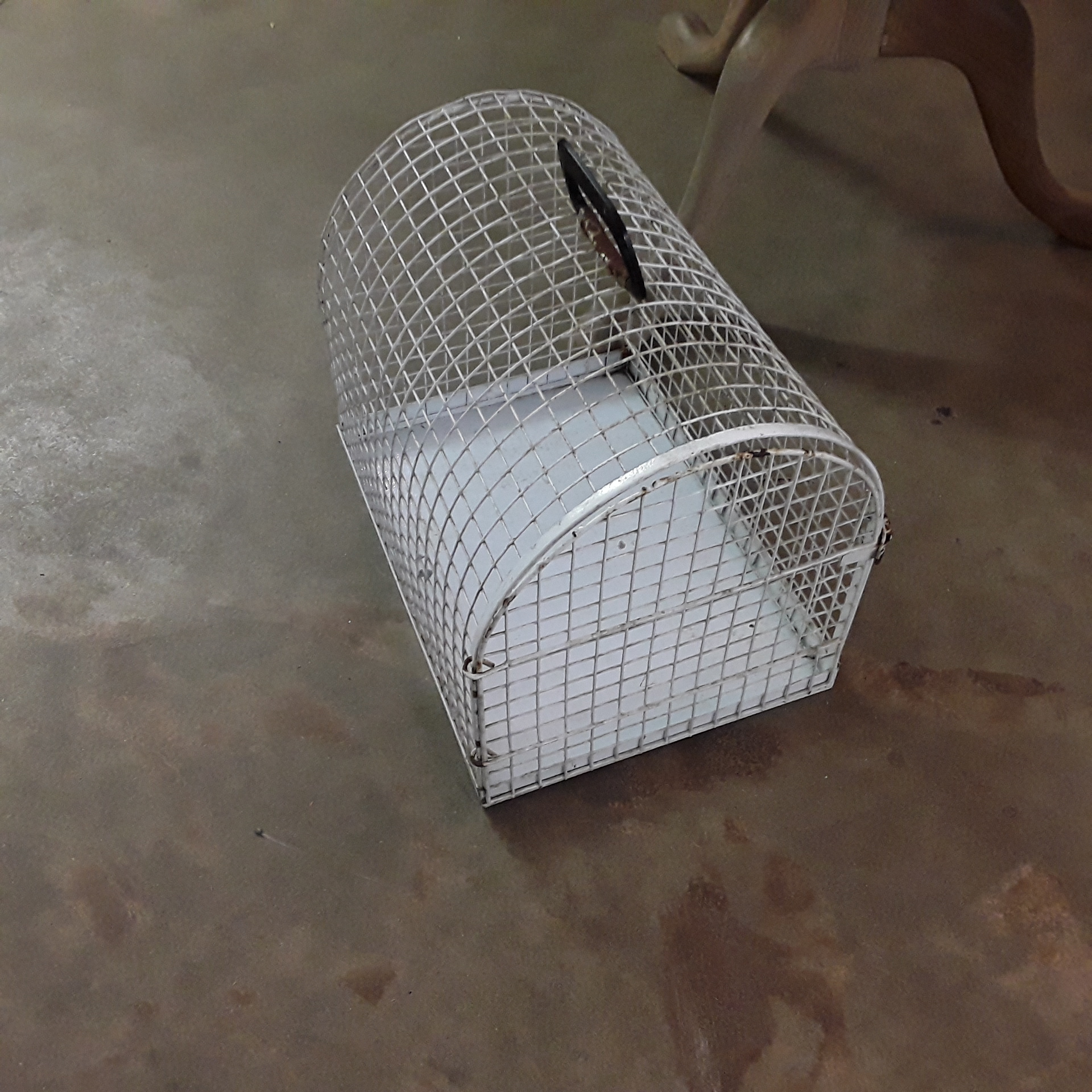<p>Cage de transport métal blanc<br />20,00 € T.T.C<br /><a href="/Article/122464?type=depose" style="color:white;" target="_blank">Lien vers l&#39;article</a></p>
