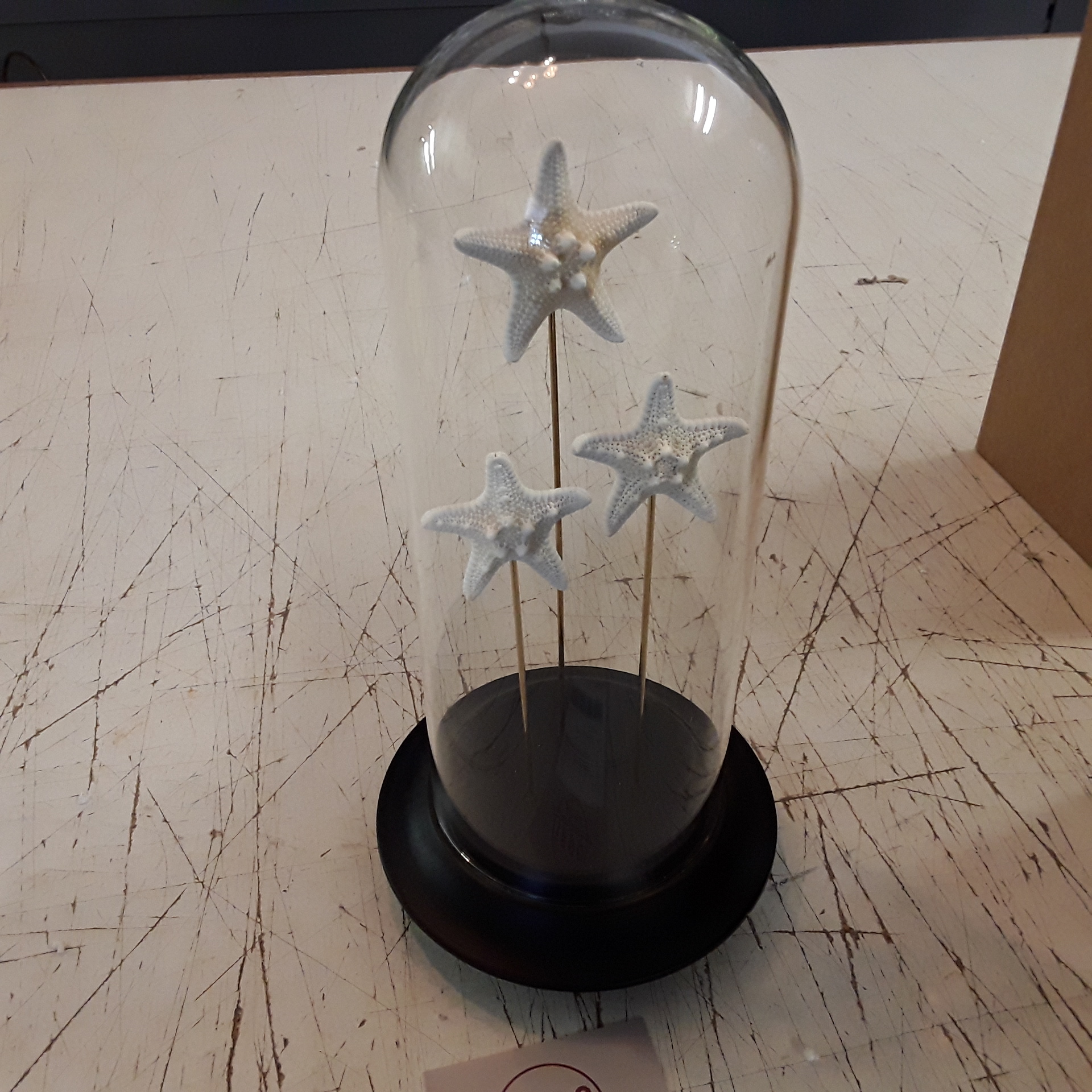 <p>Globe etoiles de mer<br />79,00 € T.T.C<br /><a href="/Article/4567?type=neuf" style="color:white;" target="_blank">Lien vers l&#39;article</a></p>