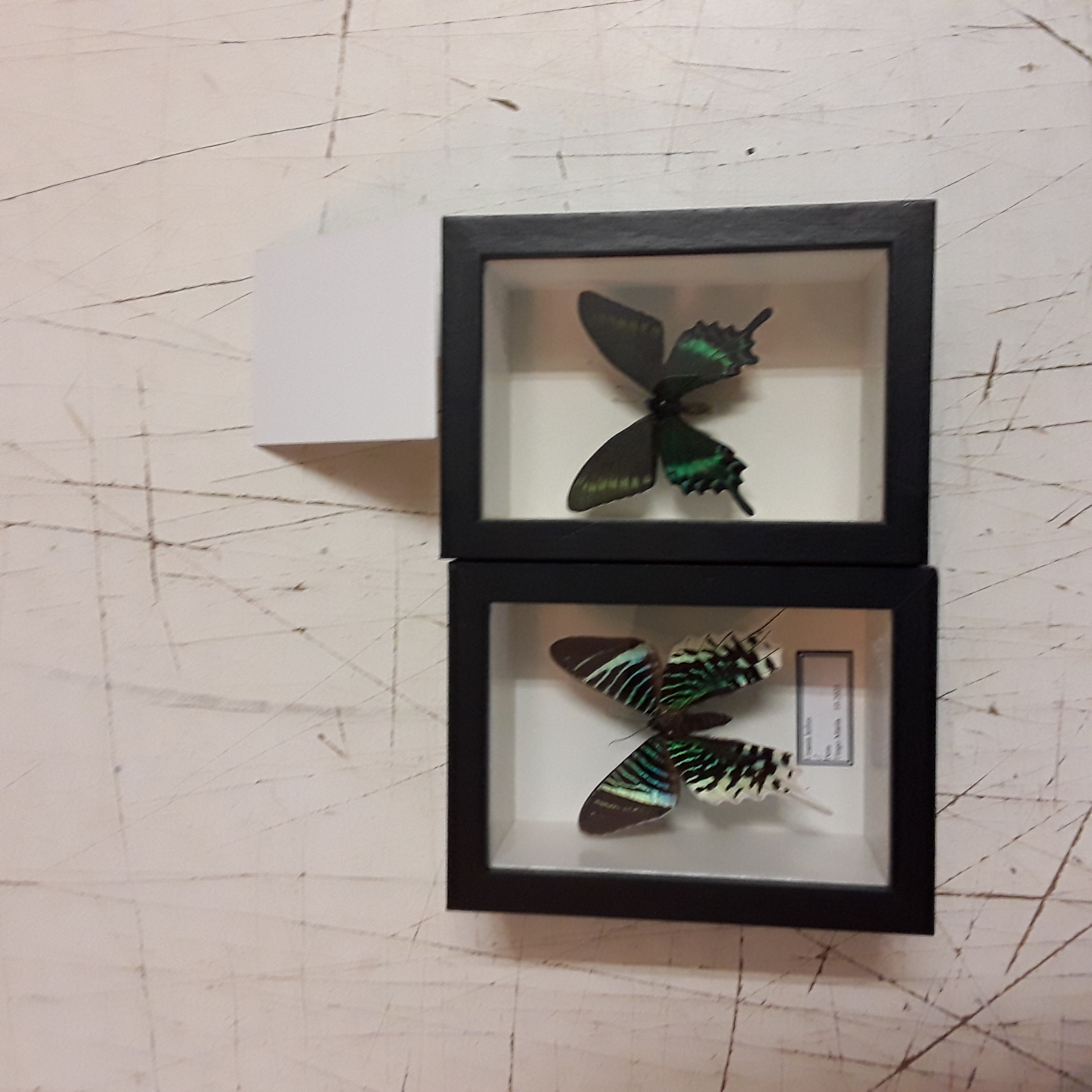 <p>Lot de 2 cadres papillon<br />25,00 € T.T.C<br /><a href="/Article/123232?type=depose" style="color:white;" target="_blank">Lien vers l'article</a></p>