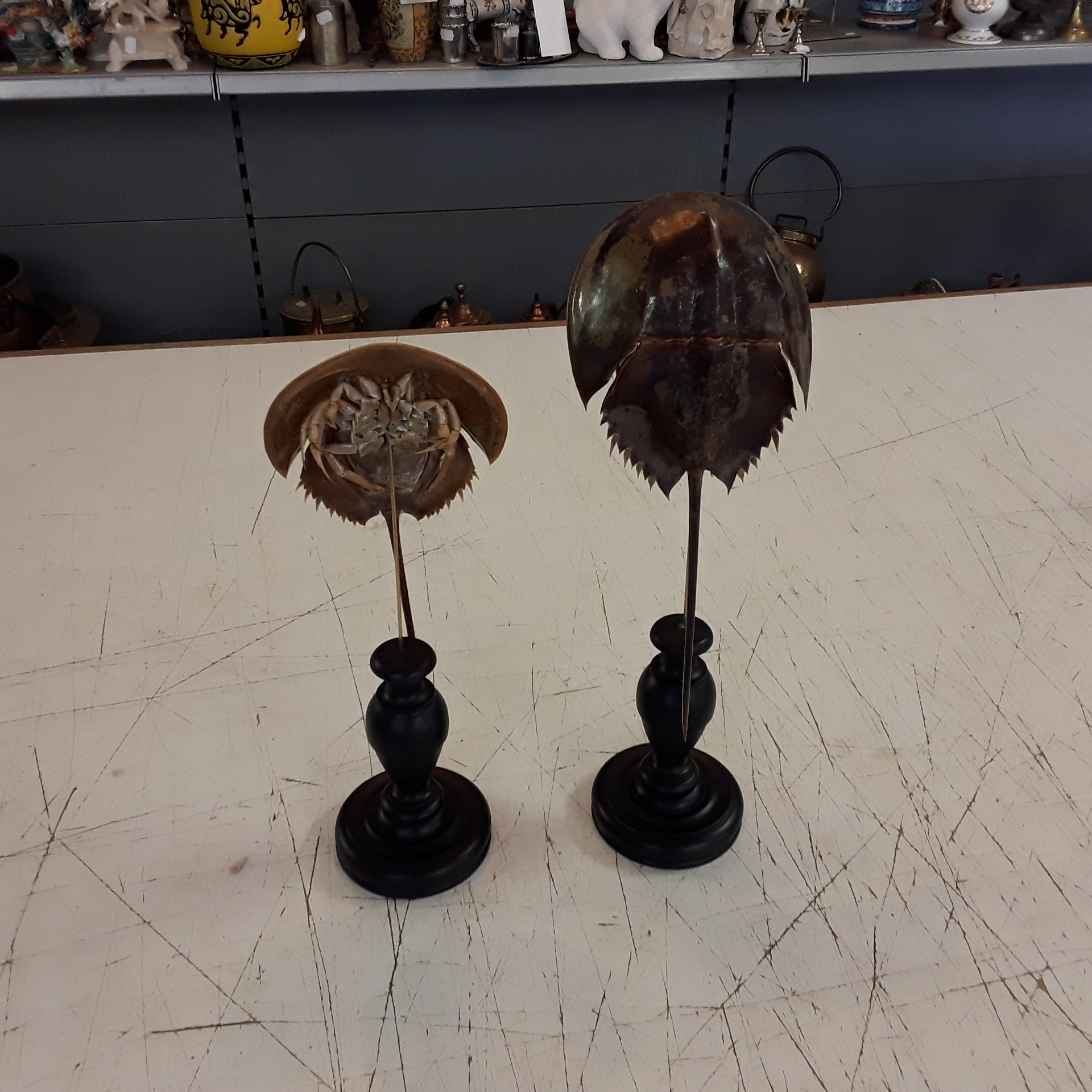 <p>Limule sur socle<br />( Limulus polyphemus)<br />89,00 € T.T.C<br /><a href="/Article/4575?type=neuf" style="color:white;" target="_blank">Lien vers l&#39;article</a></p>