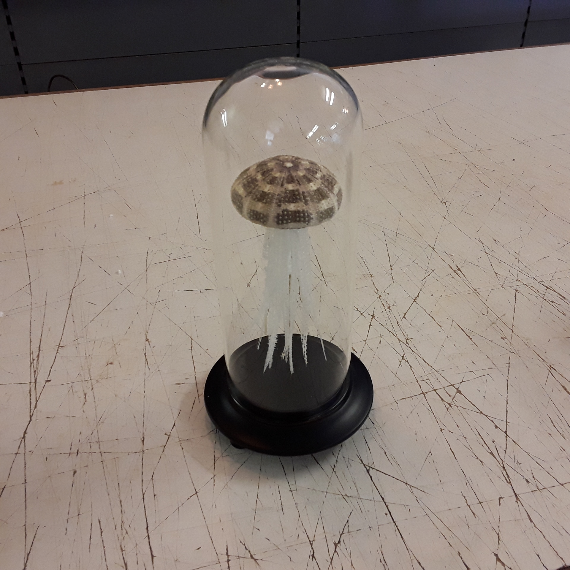 <p>Globe Meduse<br />139,00 € T.T.C<br /><a href="/Article/4573?type=neuf" style="color:white;" target="_blank">Lien vers l&#39;article</a></p>