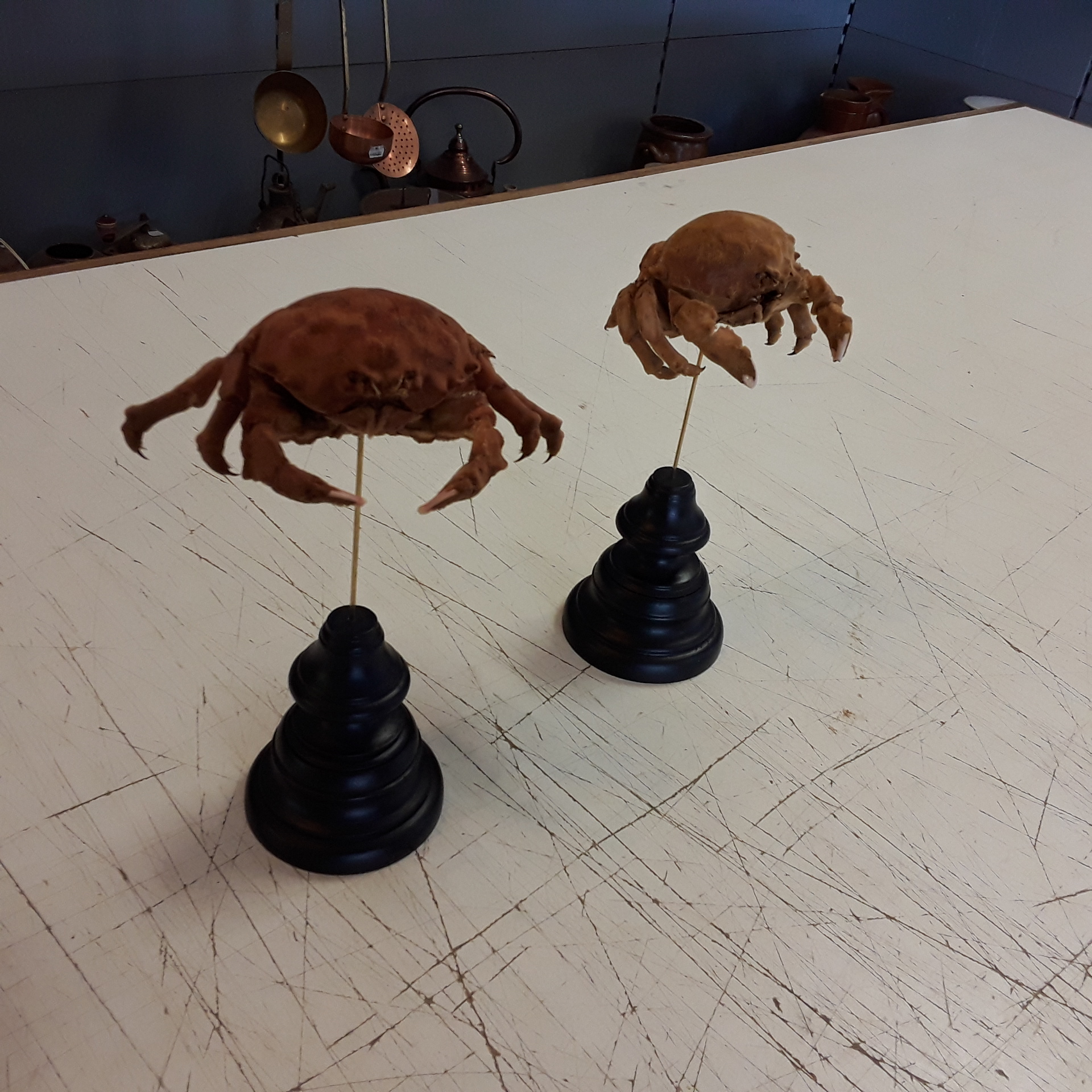 <p>Monster Crab sur socle<br />69,00 € T.T.C<br /><a href="/Article/4576?type=neuf" style="color:white;" target="_blank">Lien vers l&#39;article</a></p>