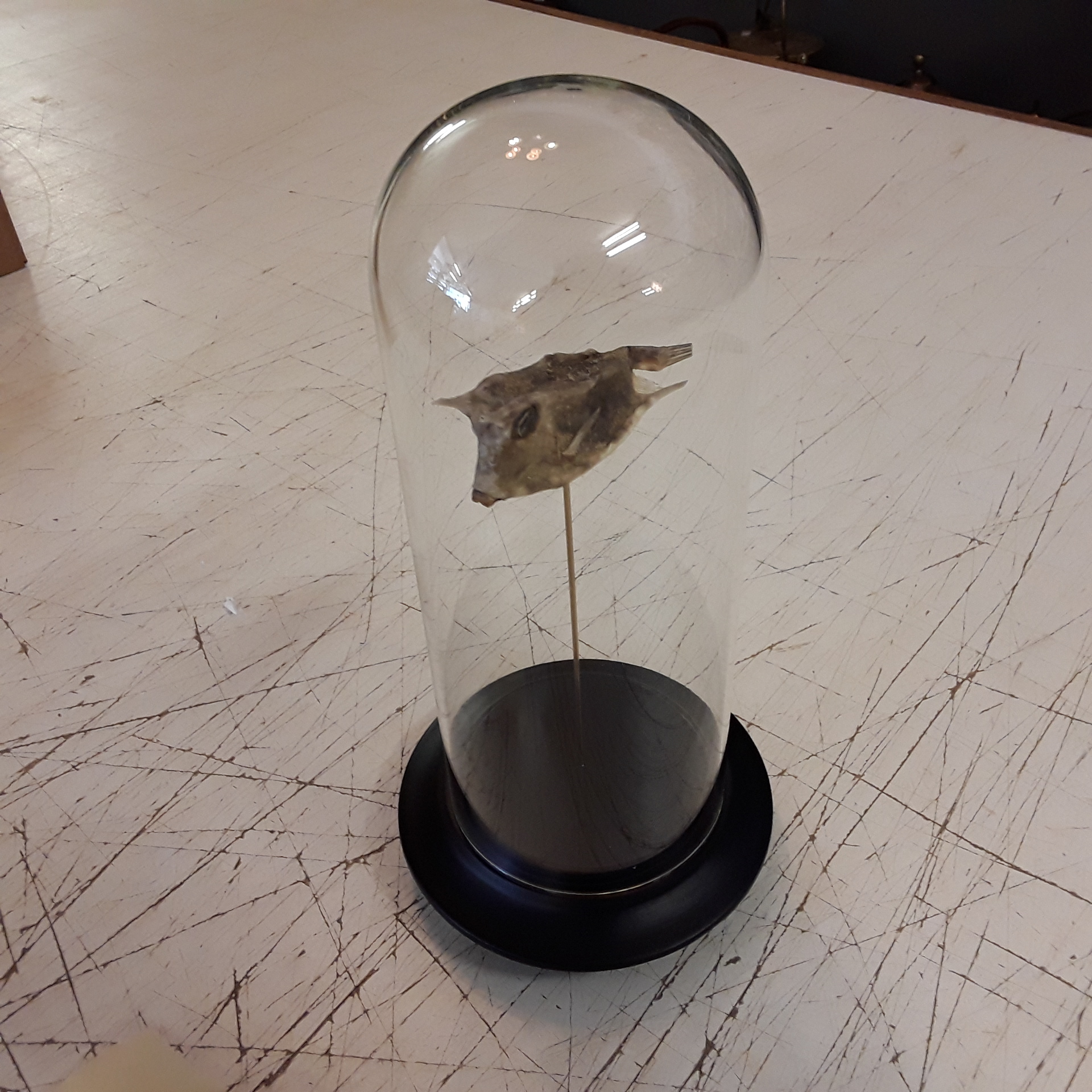<p>Globe Cow Fish - poisson<br />corne (Lactoria cornuta)<br />89,00 € T.T.C<br /><a href="/Article/4571?type=neuf" style="color:white;" target="_blank">Lien vers l&#39;article</a></p>