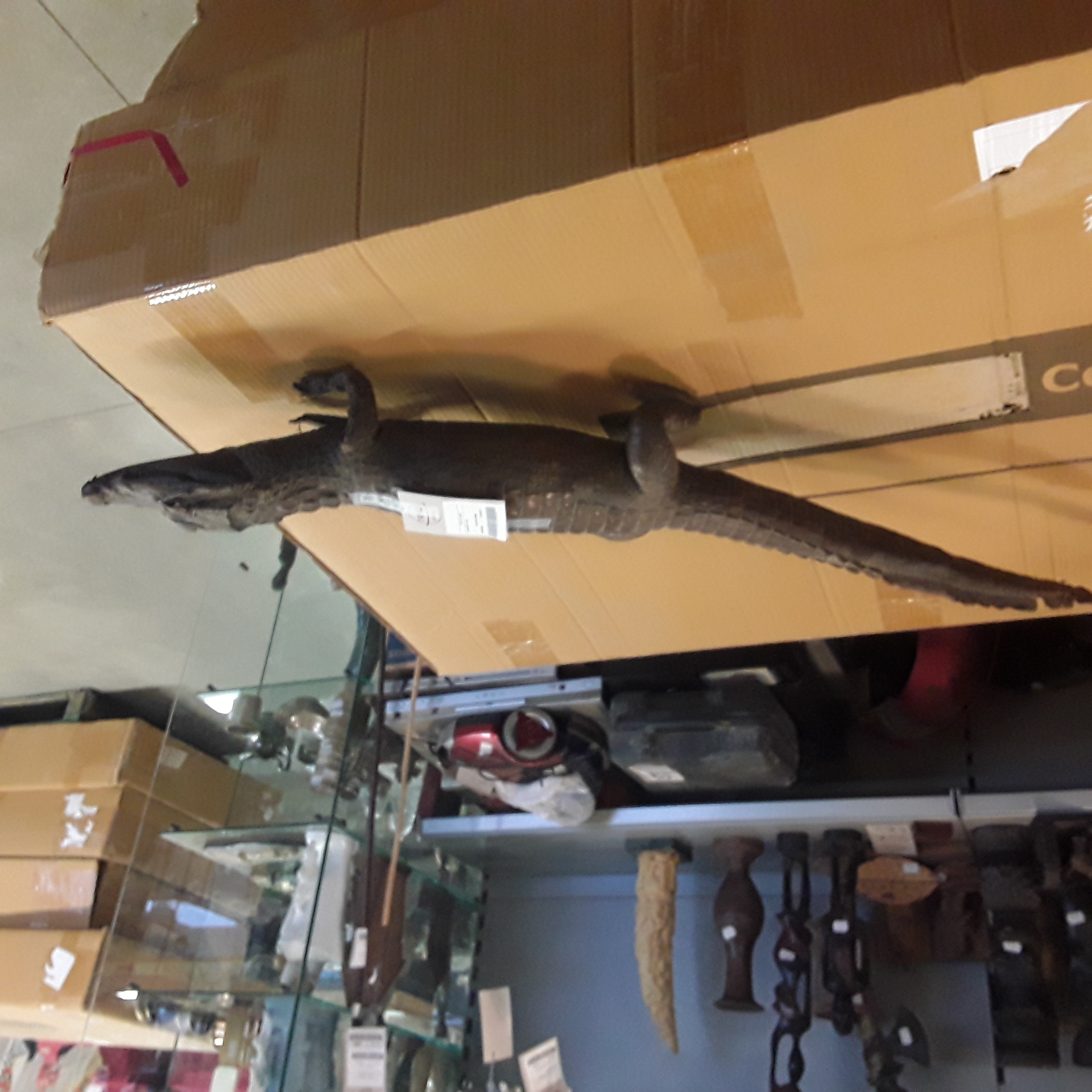 <p>Crocodile deco<br />125,00 € T.T.C<br /><a href="/Article/123086?type=depose" style="color:white;" target="_blank">Lien vers l'article</a></p>