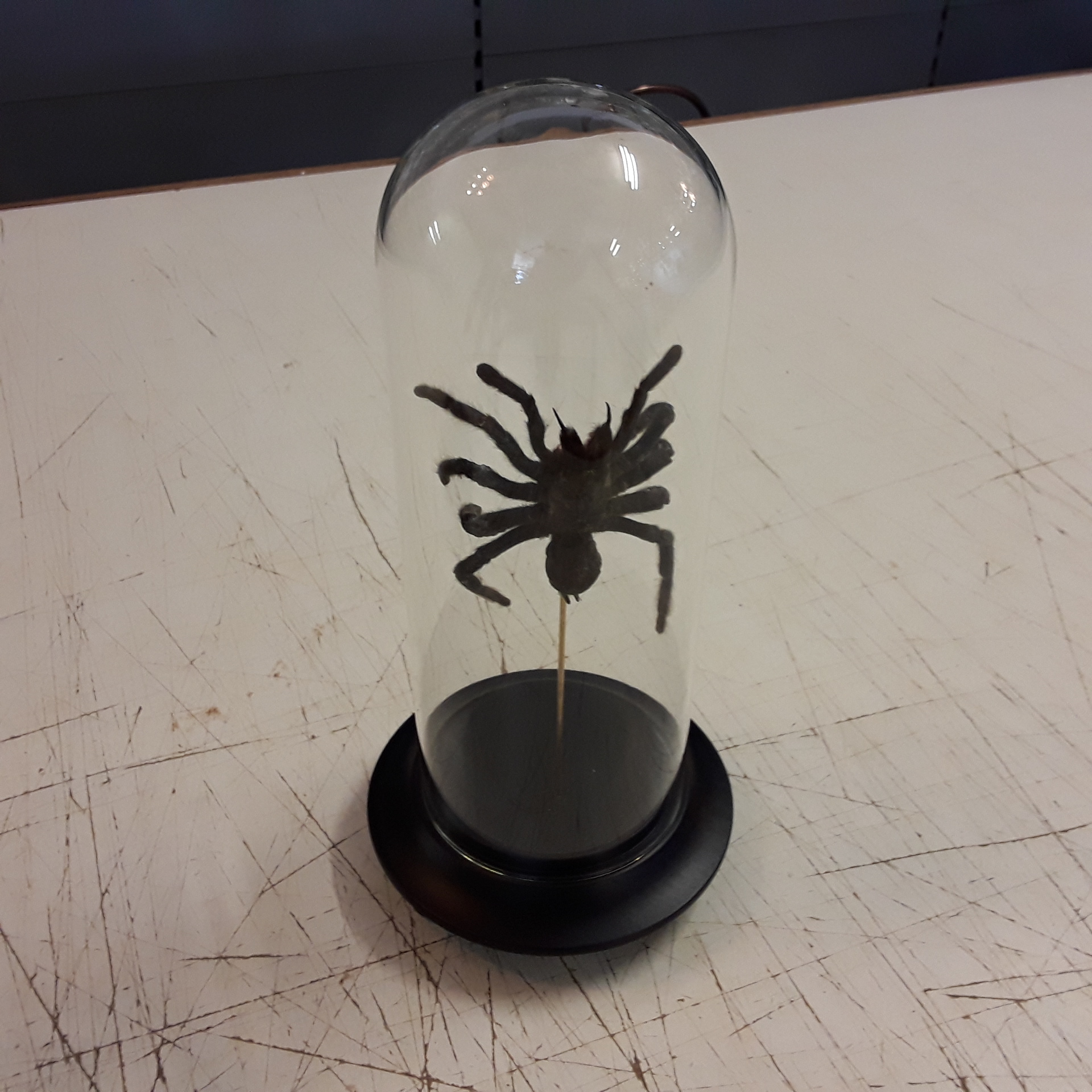<p>Globe tarentule<br />Eurypelma Spinicrus<br />99,00 € T.T.C<br /><a href="/Article/4578?type=neuf" style="color:white;" target="_blank">Lien vers l&#39;article</a></p>