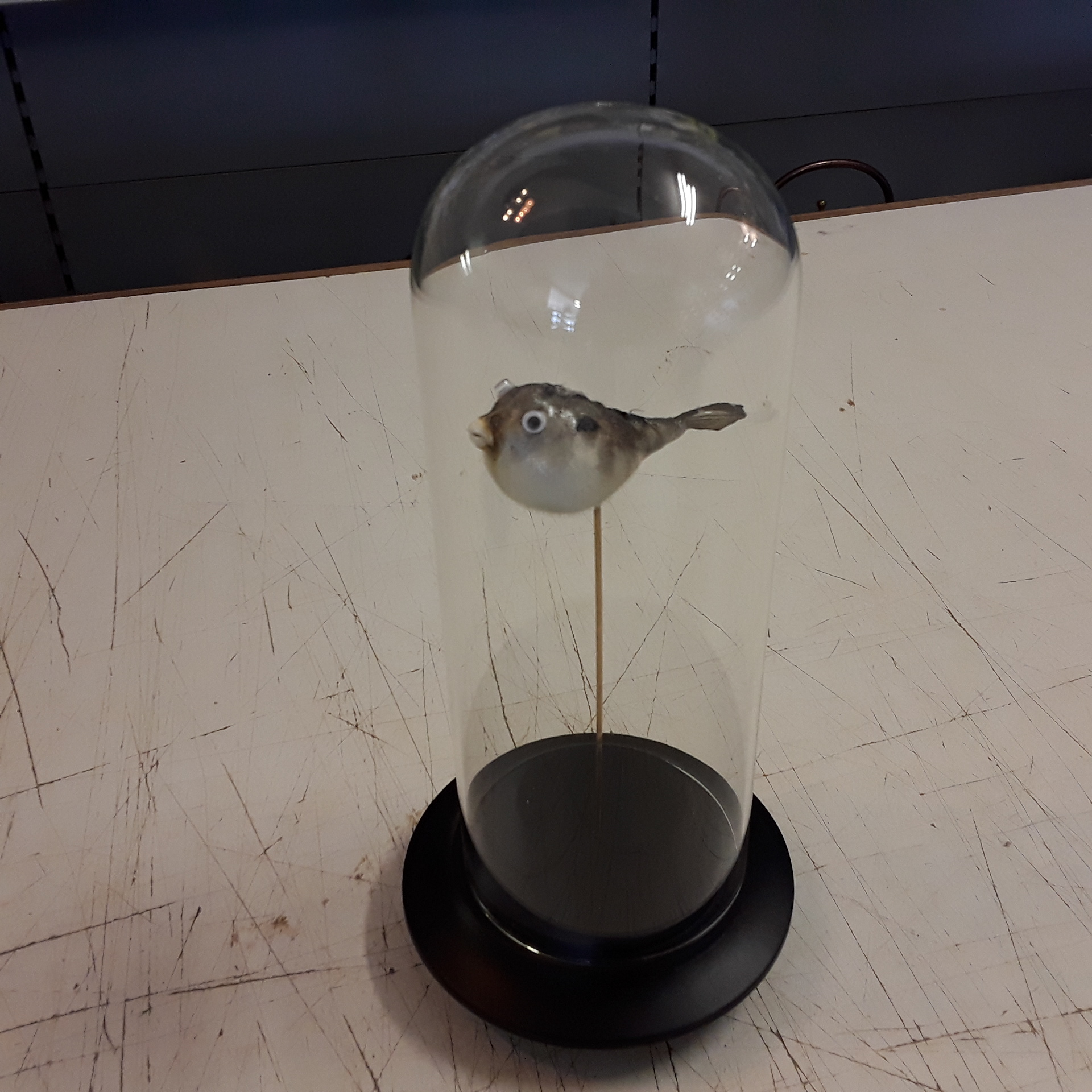 <p>Globe Blow Fish<br />Poisson Globe<br />89,00 € T.T.C<br /><a href="/Article/4570?type=neuf" style="color:white;" target="_blank">Lien vers l&#39;article</a></p>